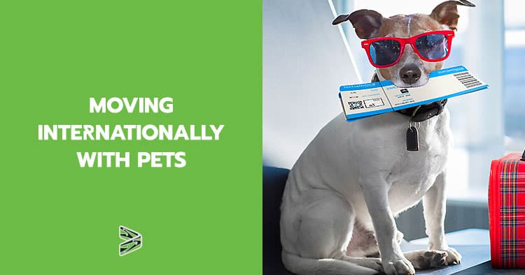 Moving internationally with pets